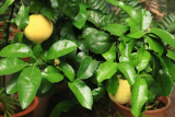 Citrus x aurantium Grapefruit Group RCP8-2019 (53).JPG